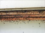 mierennesten in de constructie van het huis